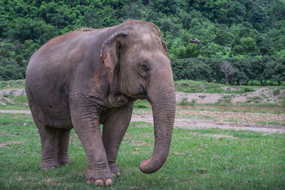 Portrait of asian elephant
