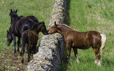 Horses standing in a field