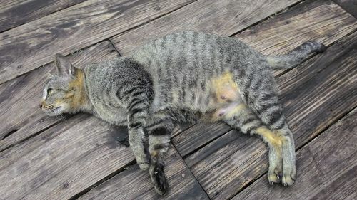 High angle view of cat on hardwood floor