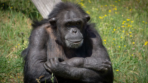 Portrait of horse sitting in zoo