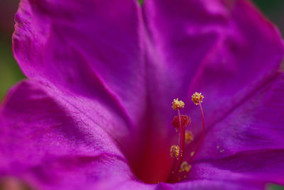 Close-up of purple flower blooming outdoors