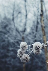 Close-up of snow on tree during winter