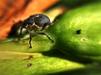 Close-up of insect on plant