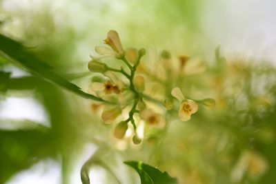 Close-up of flowering plant