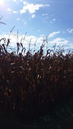 Low angle view of crops on field against sky
