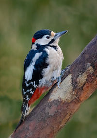 Close-up of bird perching on wood