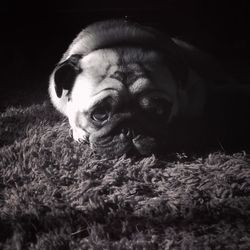 Portrait of dog