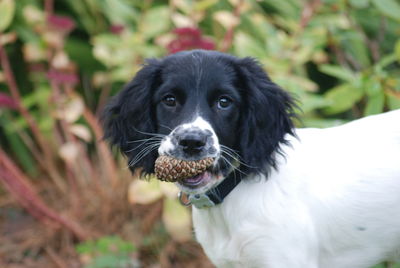 Portrait of dog on field