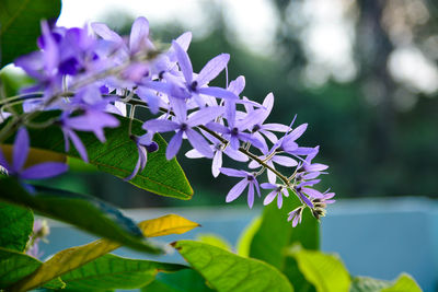 Close-up of purple flowering plant