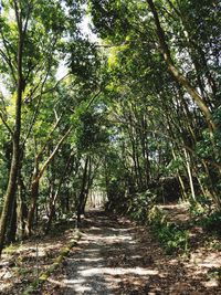 Trees in forest