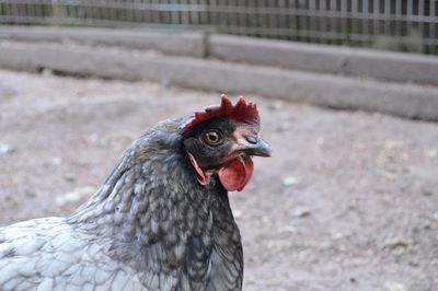 Close-up of a bird on field