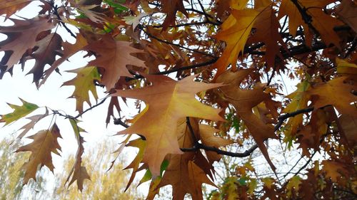 Low angle view of maple tree