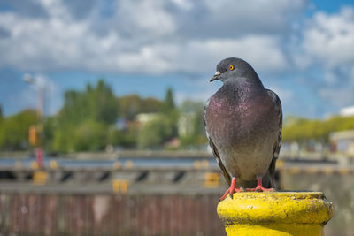 Close-up of bird perching on railing against wall