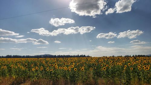 Scenic view of sunflower field against sky