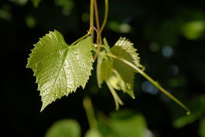 Close-up of fresh green leaves