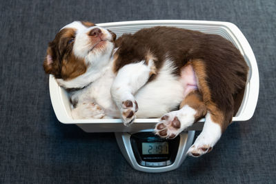 High angle view of dog sleeping on floor