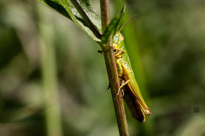 Close-up of insect on leaf