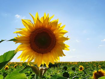 Close-up of sunflower on field against sky