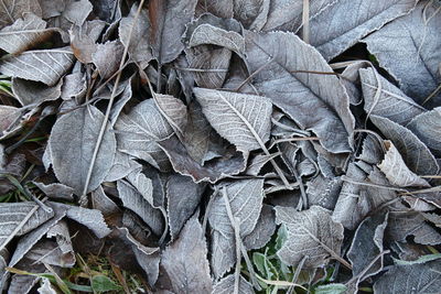 Full frame shot of dried plant