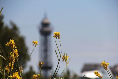 Close-up of yellow flowering plant against sky