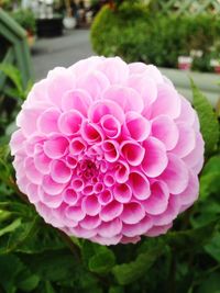 Close-up of pink flower blooming outdoors