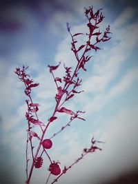 Low angle view of tree against sky