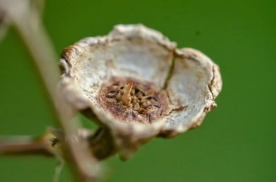 Close-up of dried plant pod