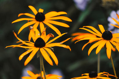 Close-up of yellow daisy flowers