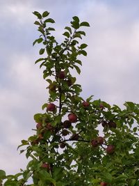 Low angle view of tree against sky