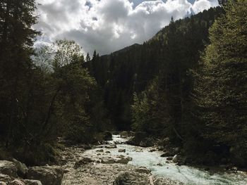 Scenic view of forest against sky