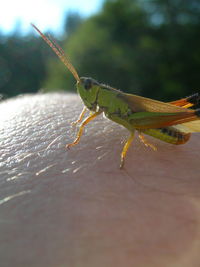 Close-up of insect on leaf