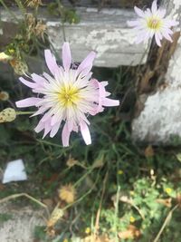 Close-up of flowers blooming outdoors