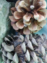 High angle view of shells on rock