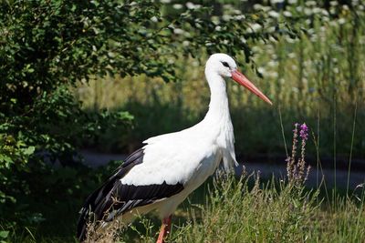 Bird perching on a land