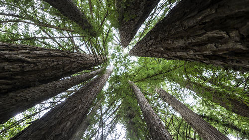 Low angle view of palm trees in forest against sky