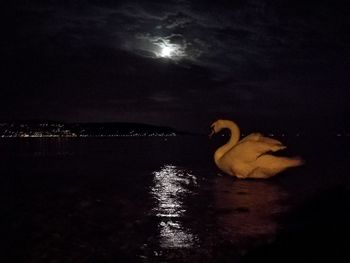 Swan swimming in sea against sky at night