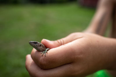 Close-up of insect on hand