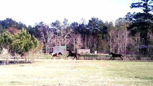 Trees on landscape