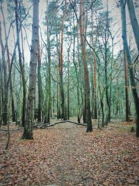 Trees in forest