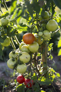 Close-up of fruits growing on tree