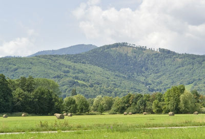 Scenic view of field against sky