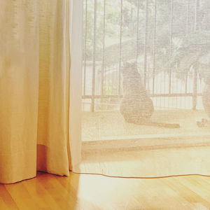Cat behind the curtain