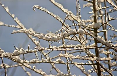 Low angle view of cherry blossom tree during winter