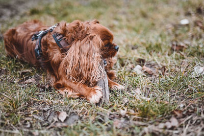 Dog relaxing on field