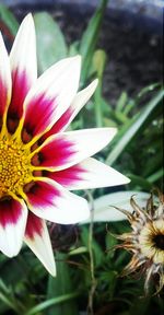 Close-up of honey bee on flower blooming outdoors