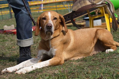 Low section of man with dog sitting on grass