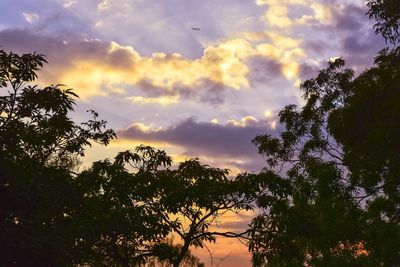 Low angle view of silhouette trees against sky during sunset