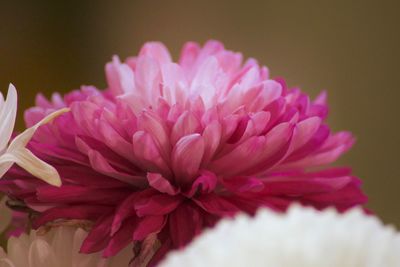 Close-up of pink dahlia