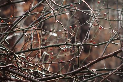 Red berries and branches