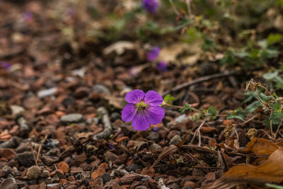 Close-up of purple crocus flowers on field